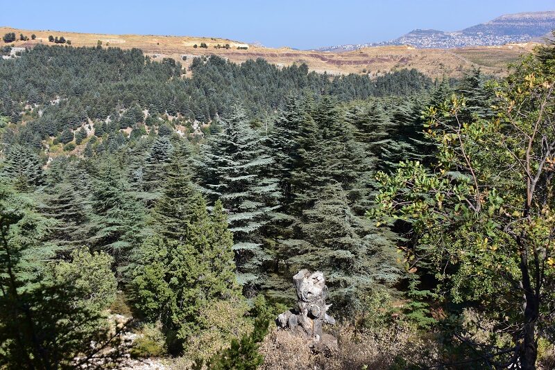 Cedertræer ved Tannourine, Libanon