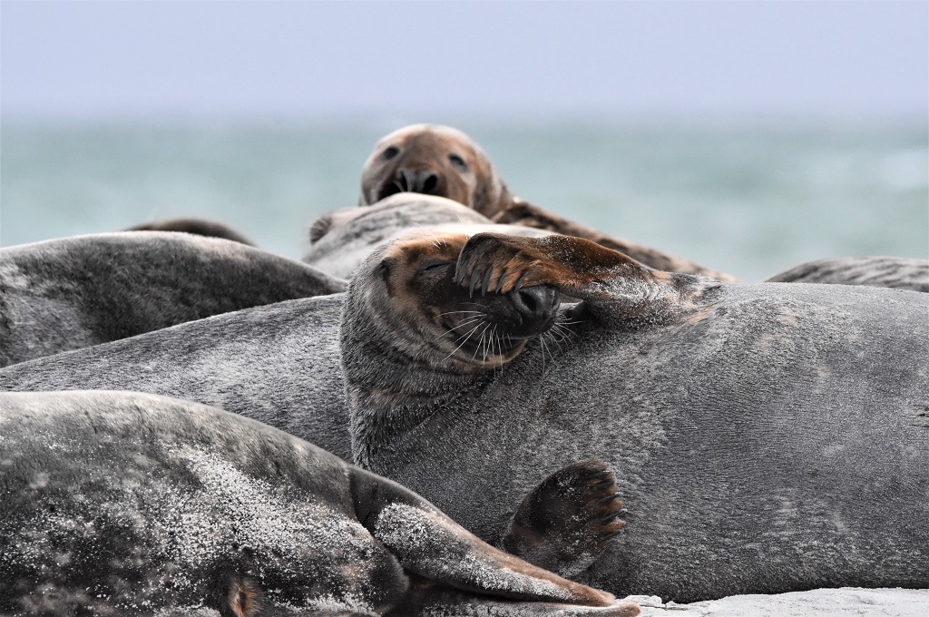 Sæler ved Falsterbo i Sverige