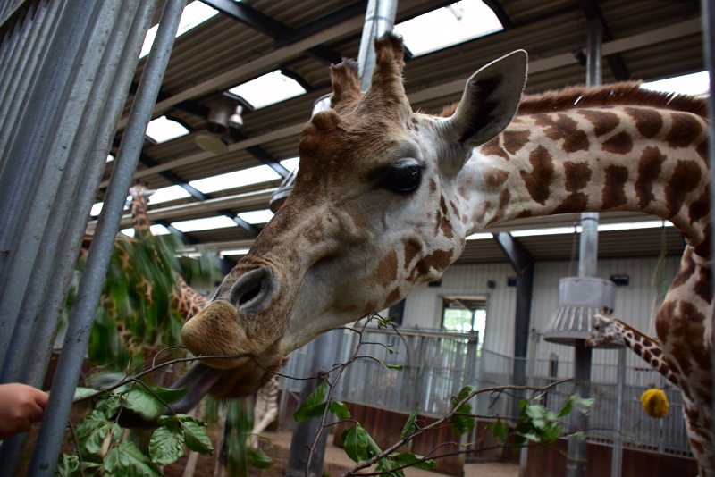 Morgenoplevelse med girafferne i Knuthenborg Safaripark