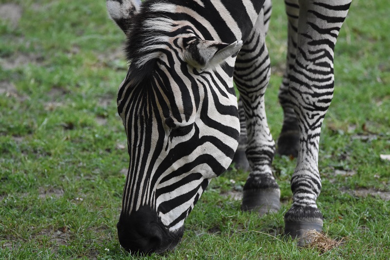 Zebra