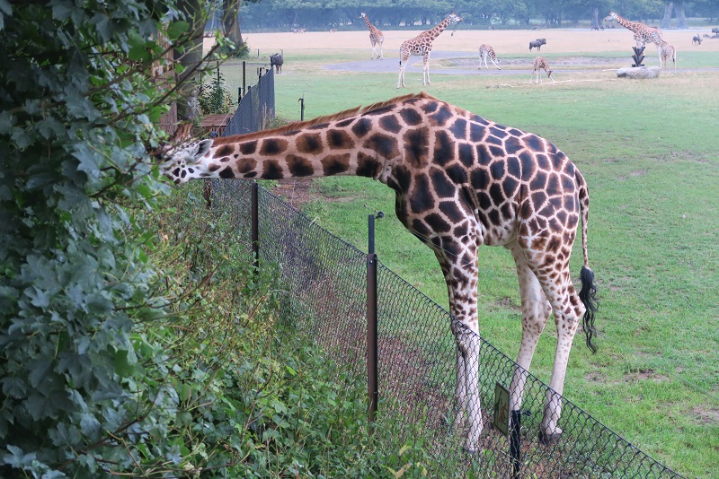 Giraf i sigte! Knuthenborg Safaripark på Lolland