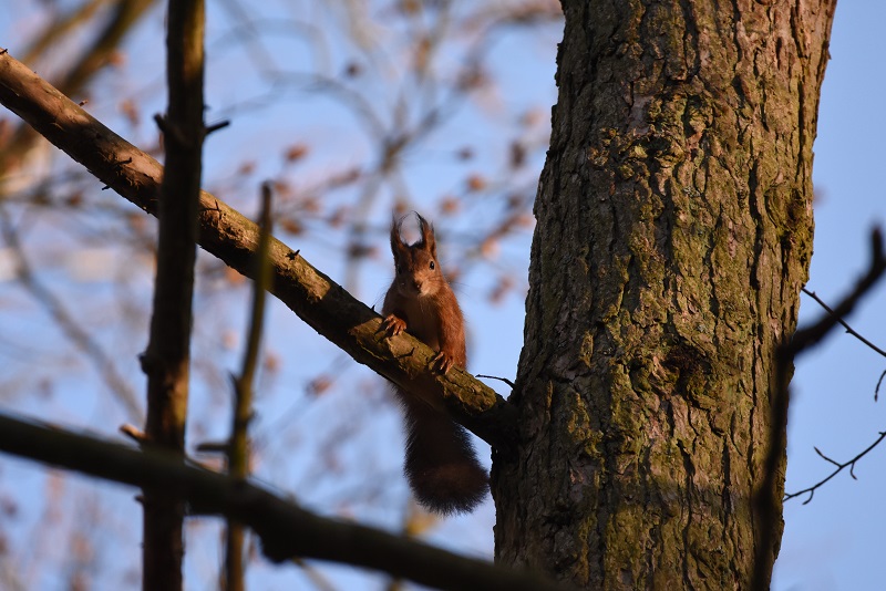 Egern i skoven, Lolland