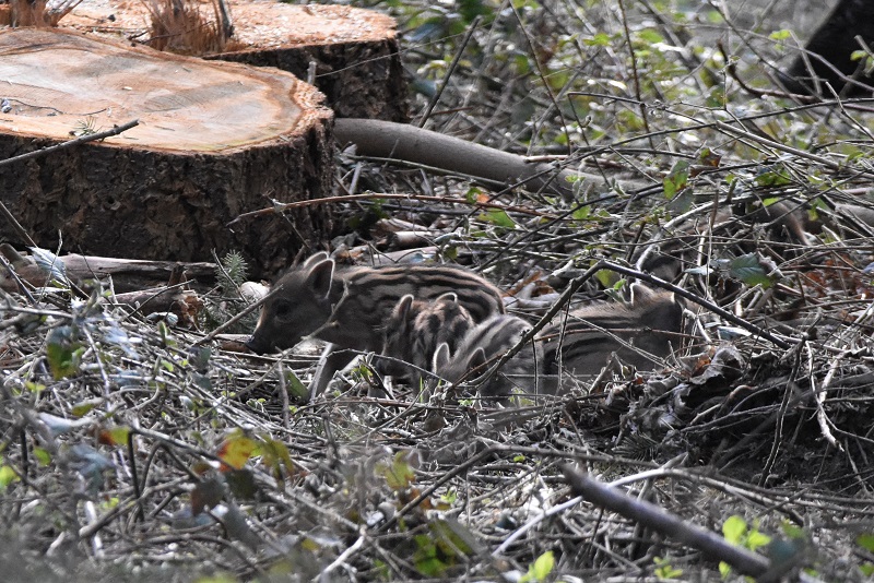 Vildsvinets unger i skovbunden, Lolland