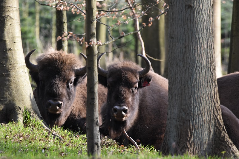 Europæisk bison, Merritskov, Lolland