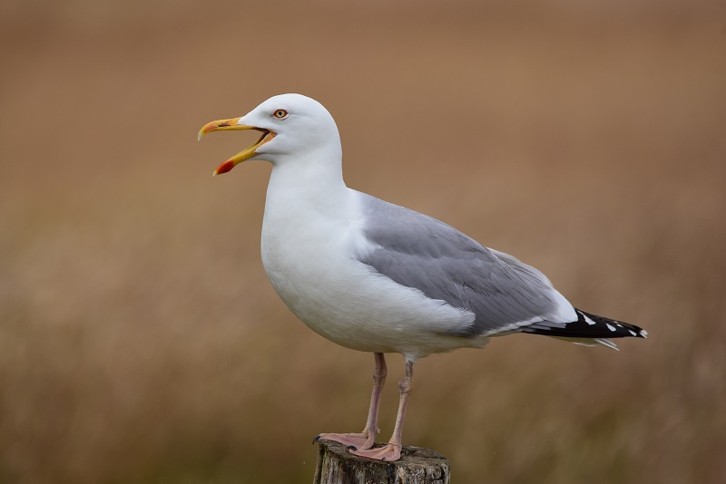 Måge på Hjarnø