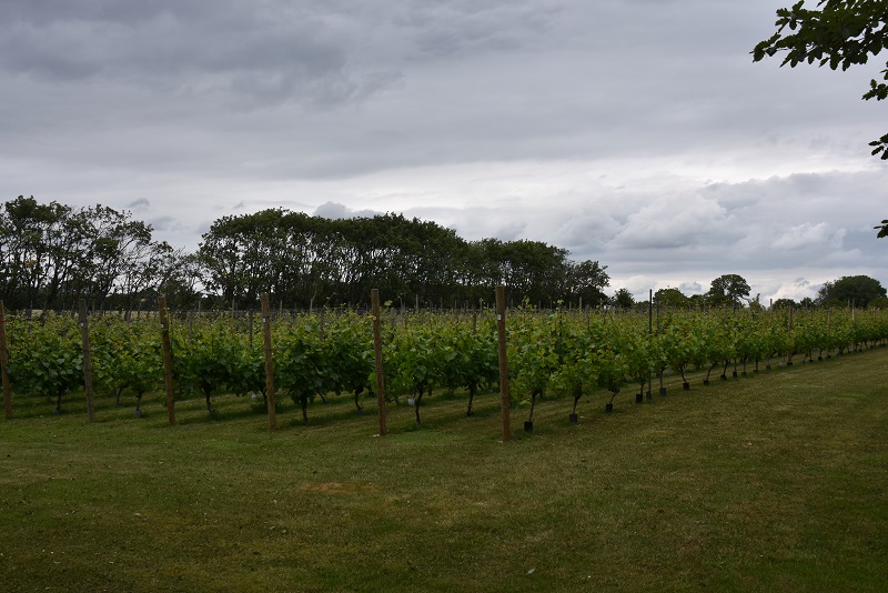 Vinmark på Hjarnø