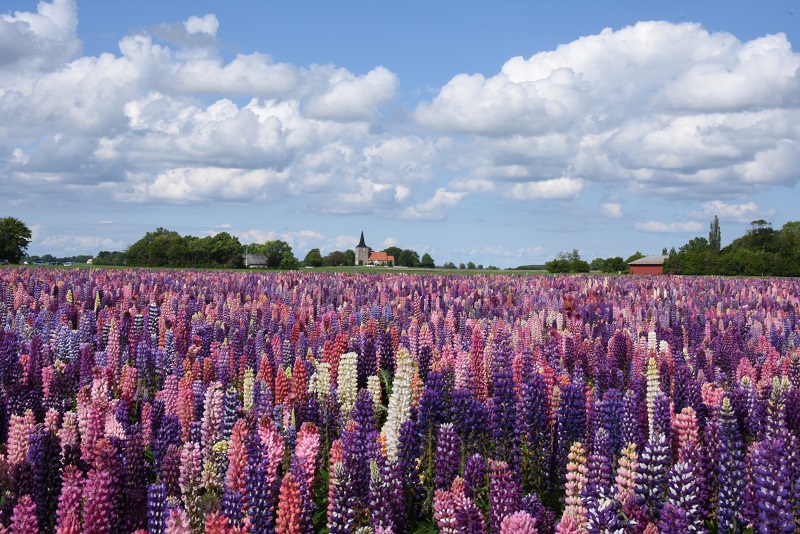 Lupinmark på Lolland