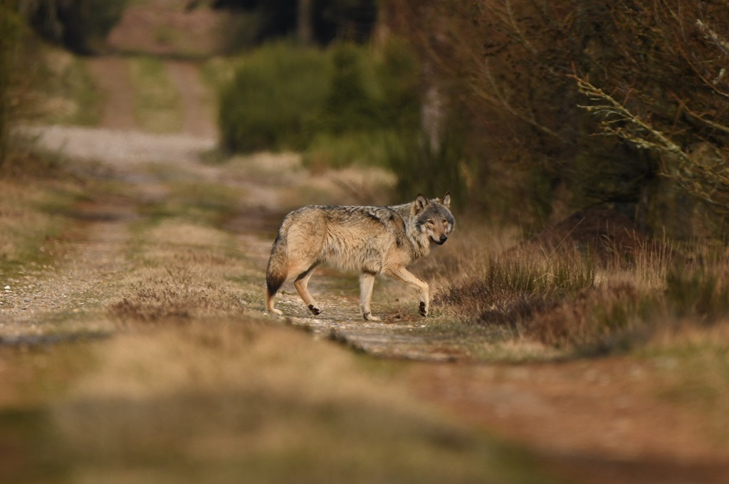 På jagt efter en ulv i Jylland