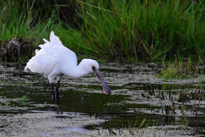 Skestork fra Nordjylland