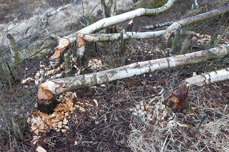 Klosterheden plantage