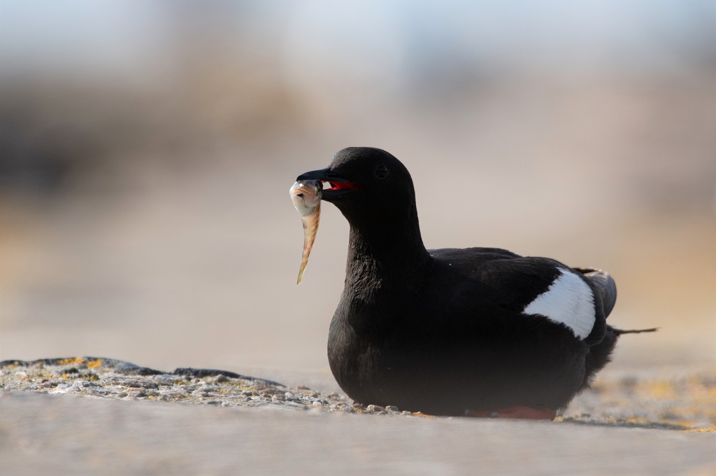 Blandt masser af fugle på Hirsholmene