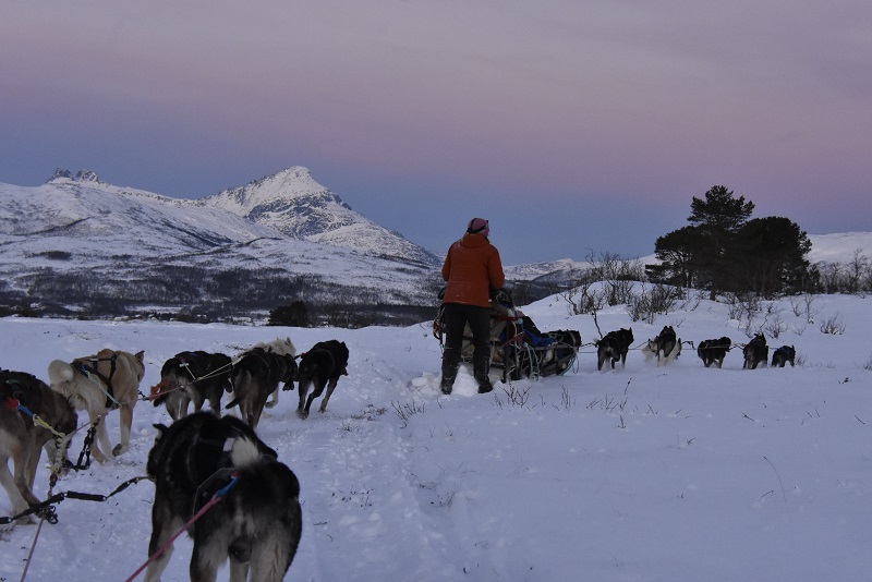 Hundeslædetur ved Tromsø, Norge